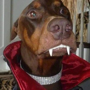 Meet your Posher, Joshua